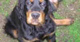 Pumpkin the Wheelie Dog’s Story – A Journey of Love, Strength & Hope