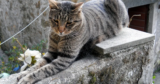 The 5 Cat Personality Types: Which Is Your Cat?