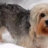 Mintakawa Automatic Litter Box Review