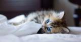 The Top 7 Benefits of Feeding Cats Wet Food