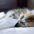 Dealing with Dog Aggression: Behavioral Consultation