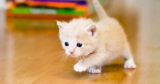 We Reviewed the PetPivot Litter Box… Here’s What Our Cats Think