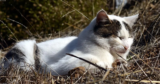 Petlibro Automatic Cat Feeder Review